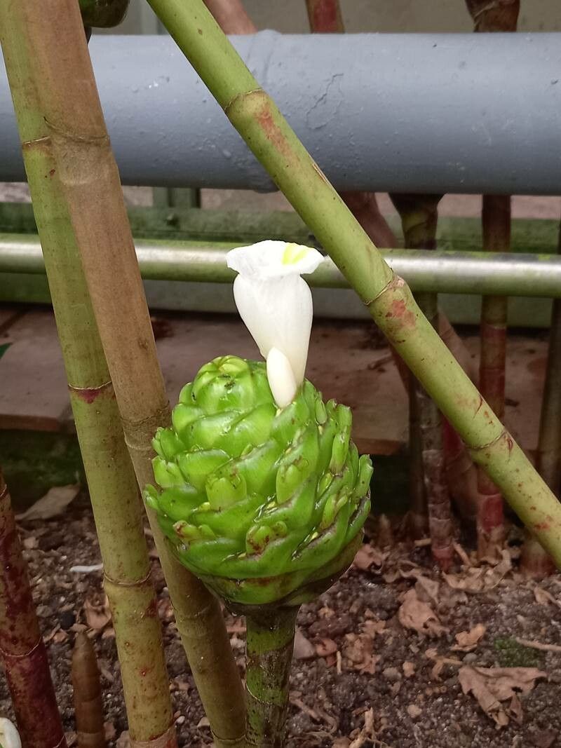 Costus dubius flower