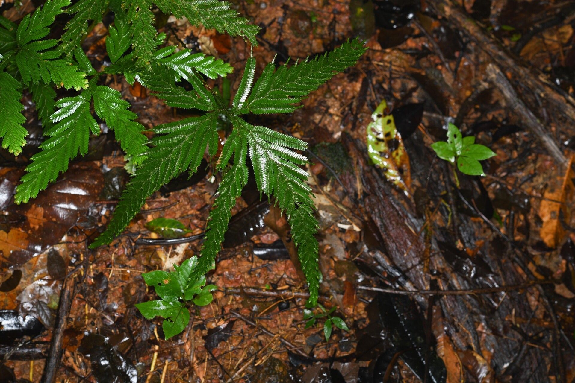 Selaginella parkeri habit
