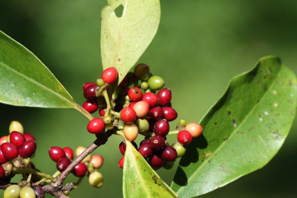 Hedycarya symplocoides — houseplant care guide