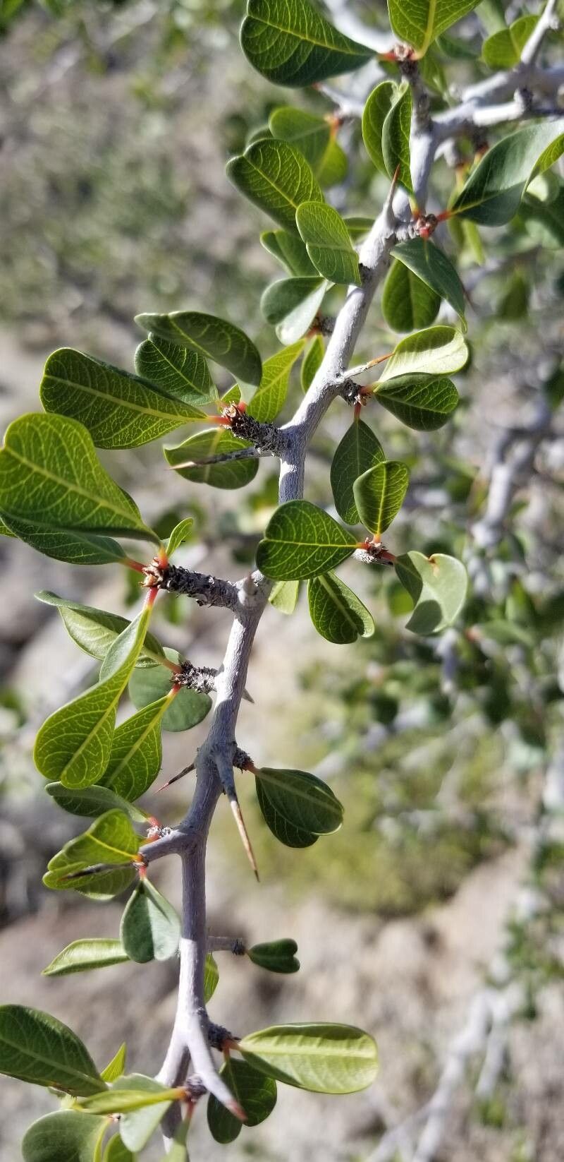 Pseudoziziphus parryi leaf