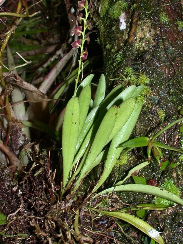 Stelis parvula habit