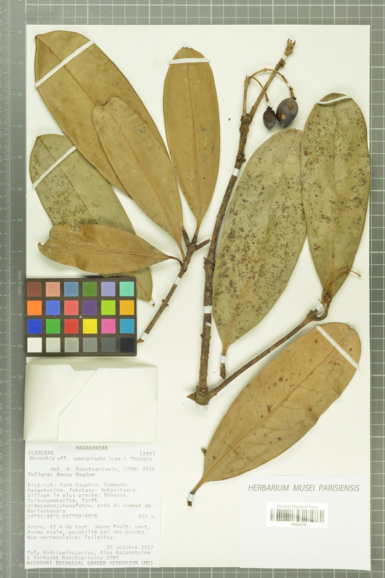 Noronhia grandifolia — search result for 'Noronhia'