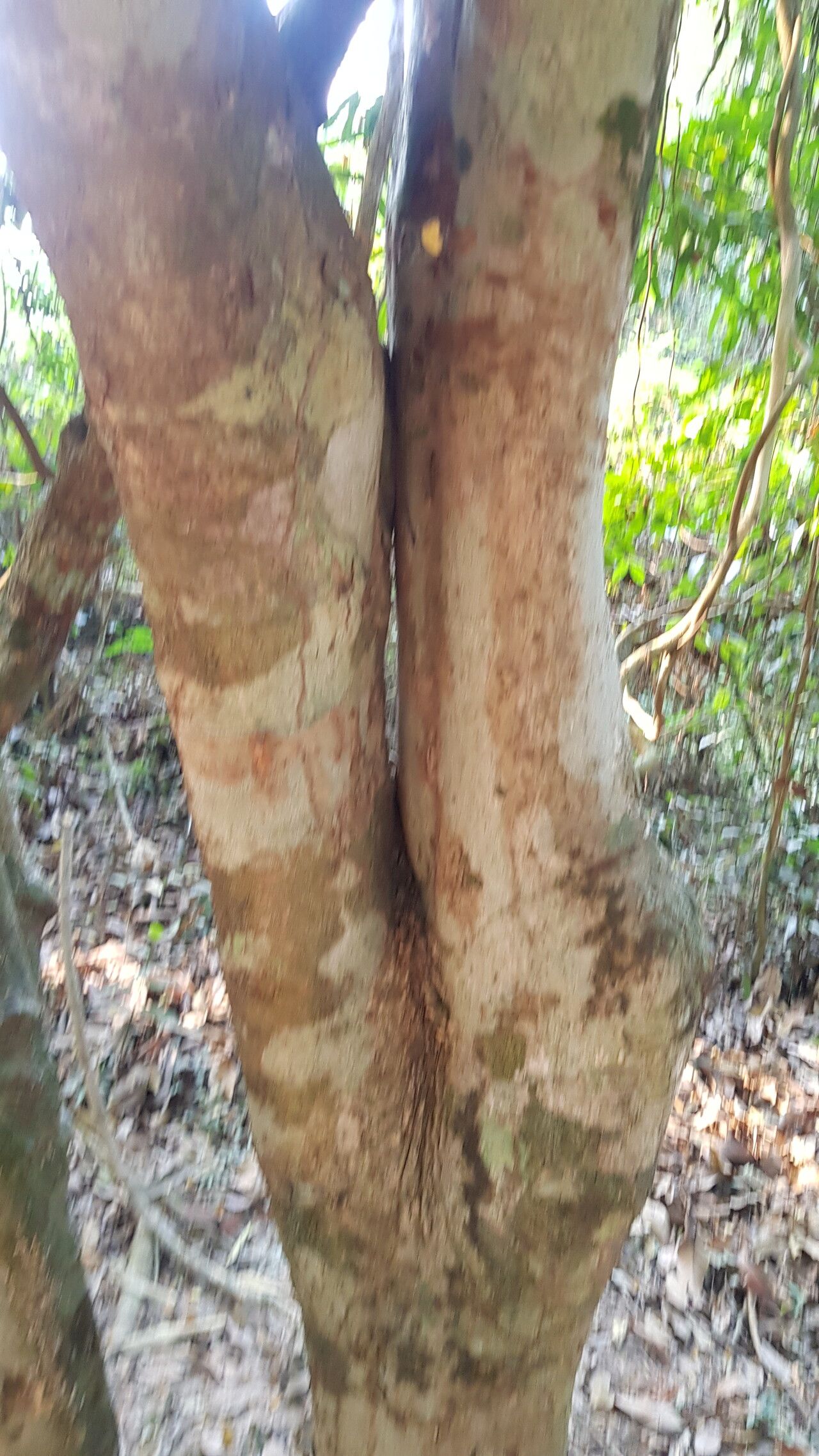 Hydnocarpus annamensis bark