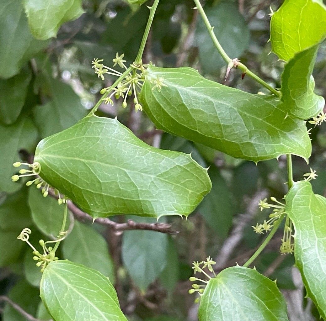 Smilax havanensis flower