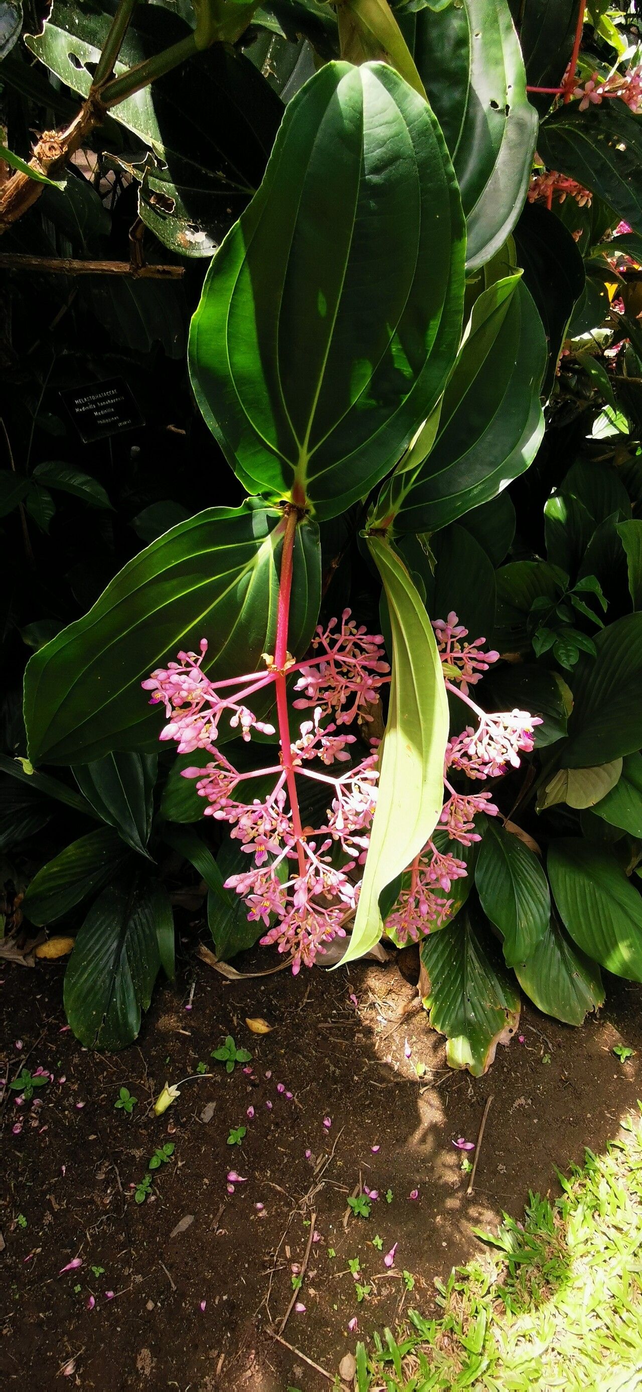 Medinilla banahaensis leaf