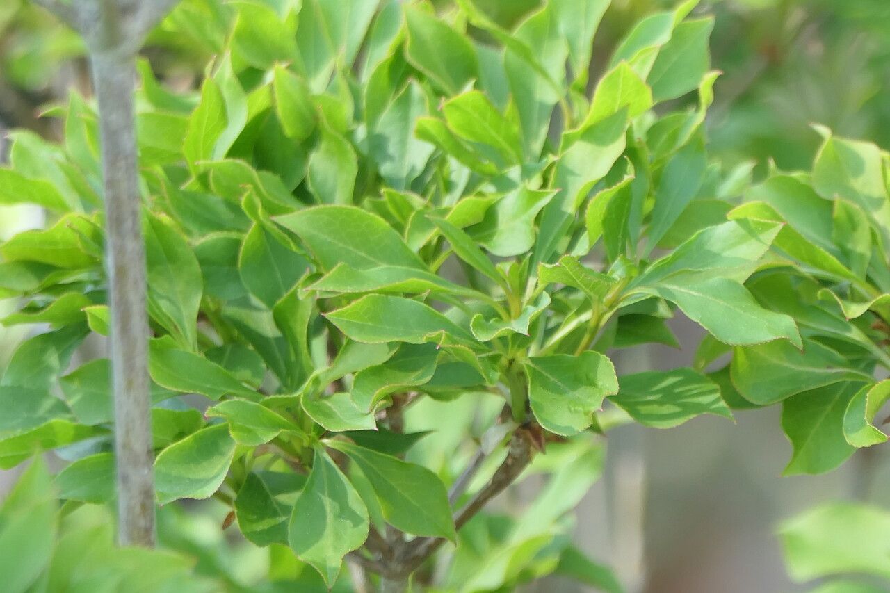 Enkianthus perulatus — related species from the same genus