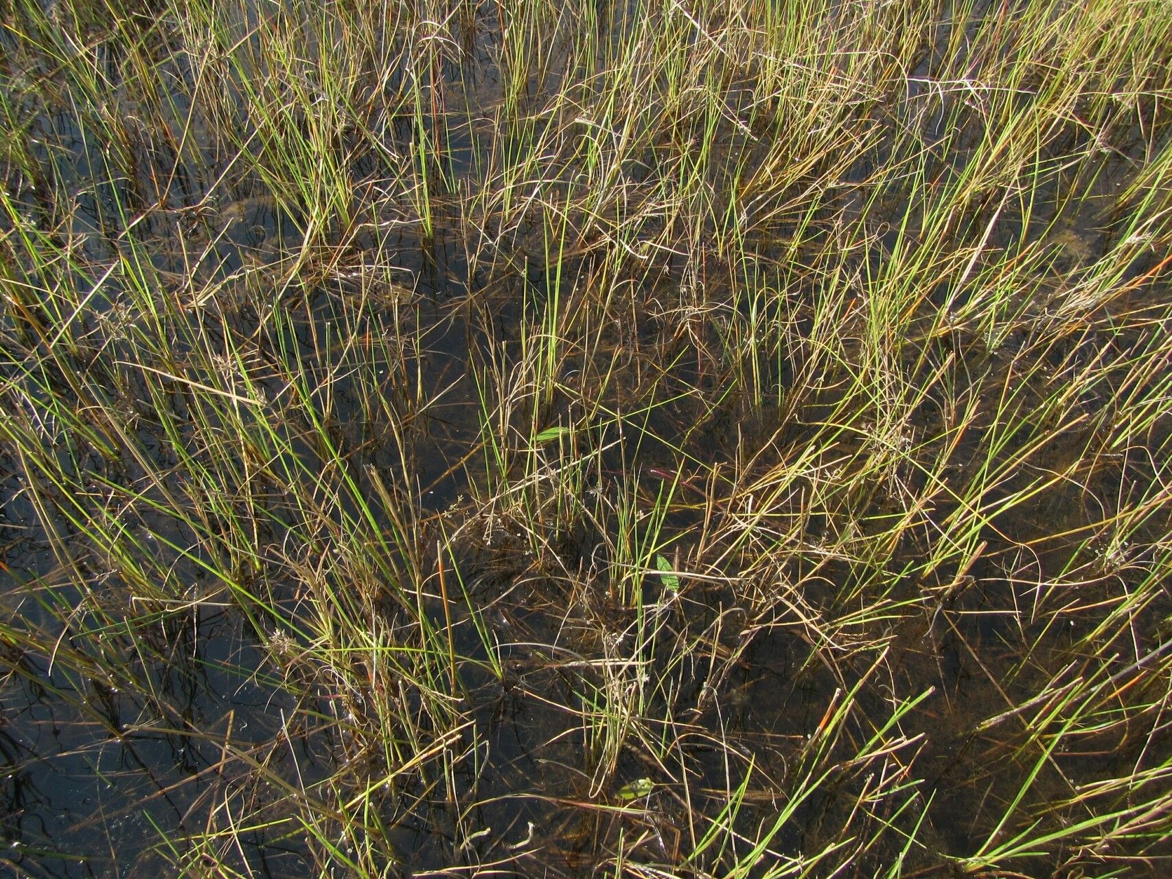 Utricularia benjaminiana habit