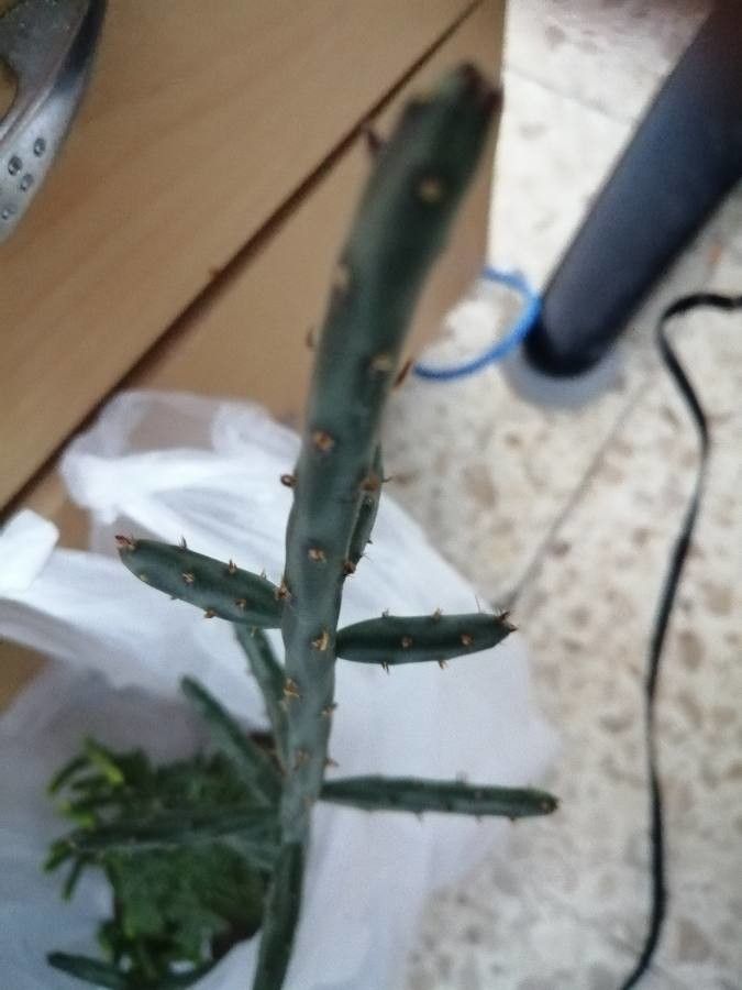 Opuntia schickendantzii bark