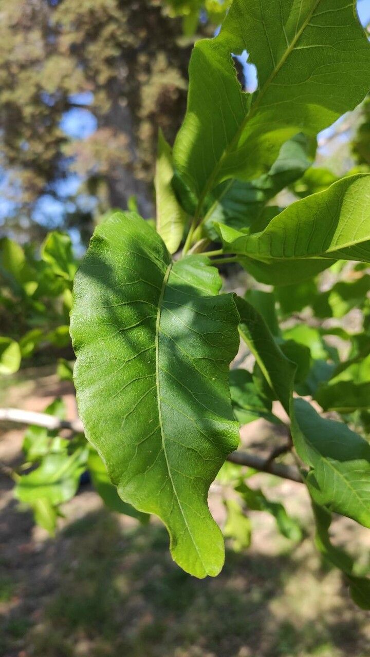 Pappea capensis — search result for 'Anacardiaceae'