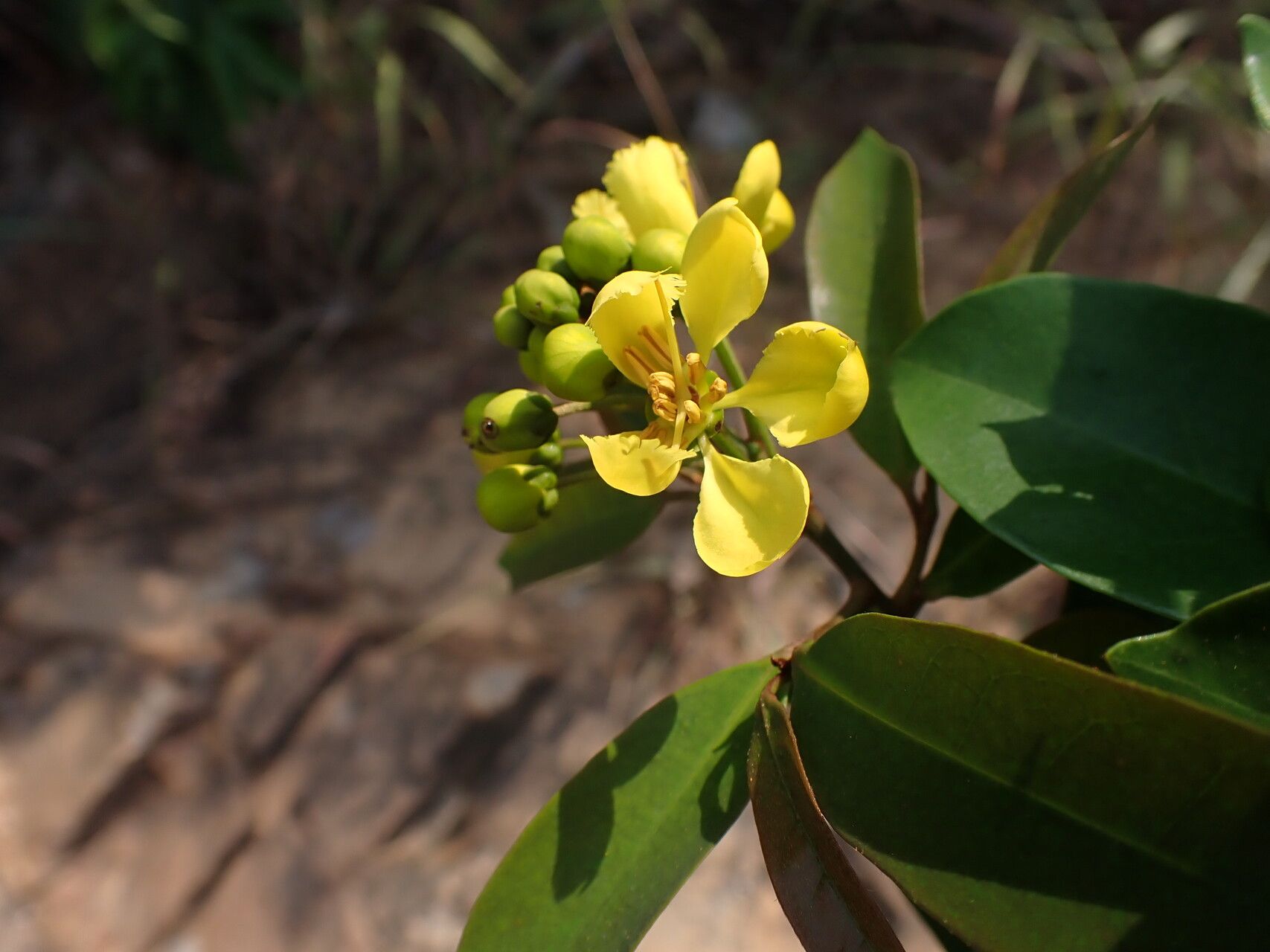 Acridocarpus smeathmanii flower