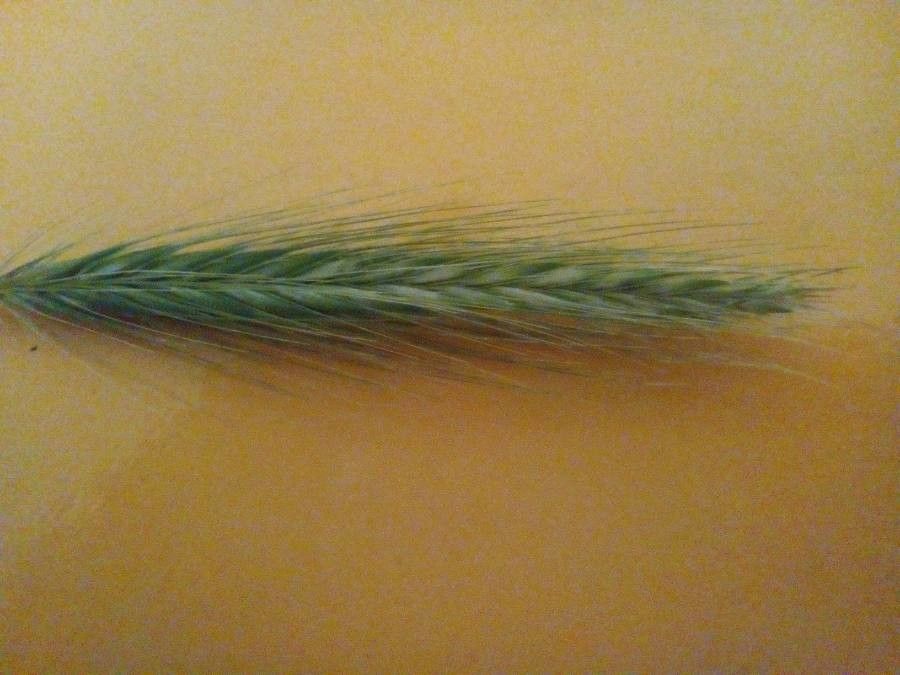 Hordeum pusillum fruit