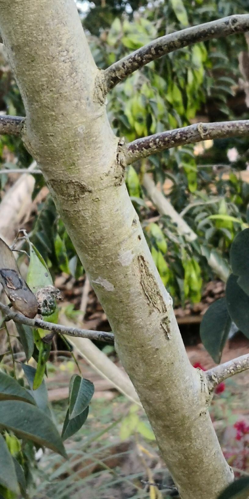 Dalbergia odorifera bark