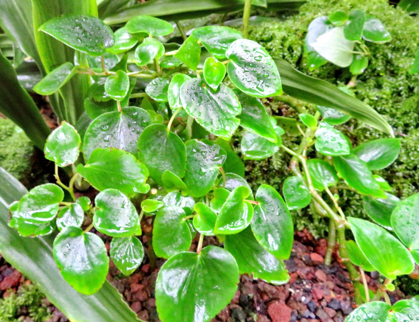 Begonia descoleana habit