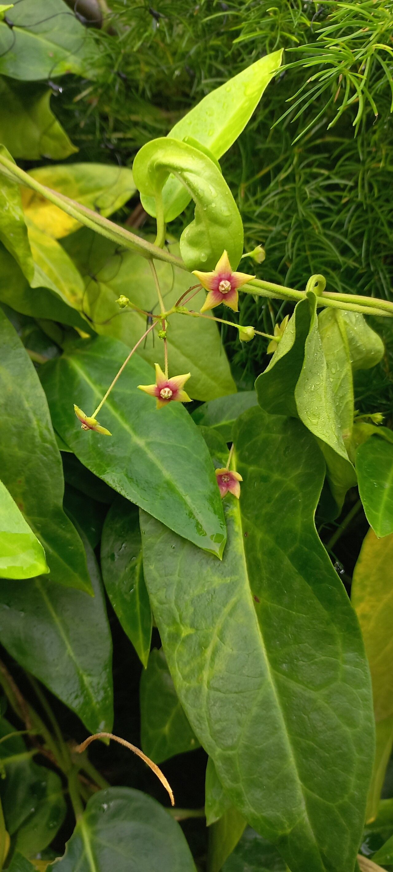 Vincetoxicum indicum flower