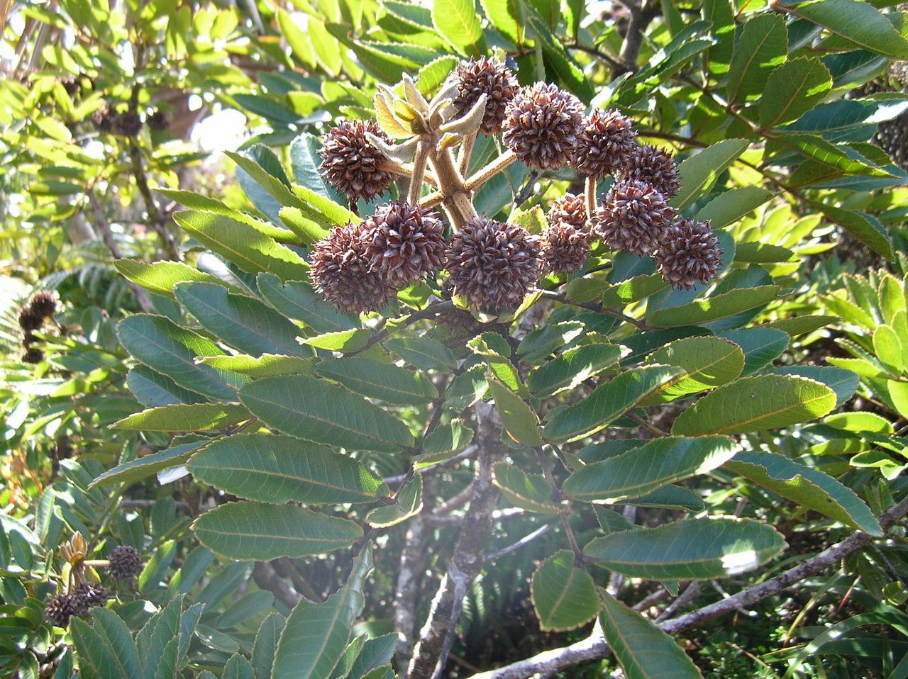 Pancheria mcphersonii — houseplant care guide