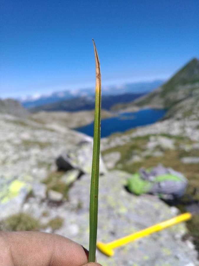Carex vaginata — search result for 'and Greenland'