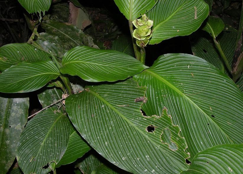 Goeppertia foliosa leaf