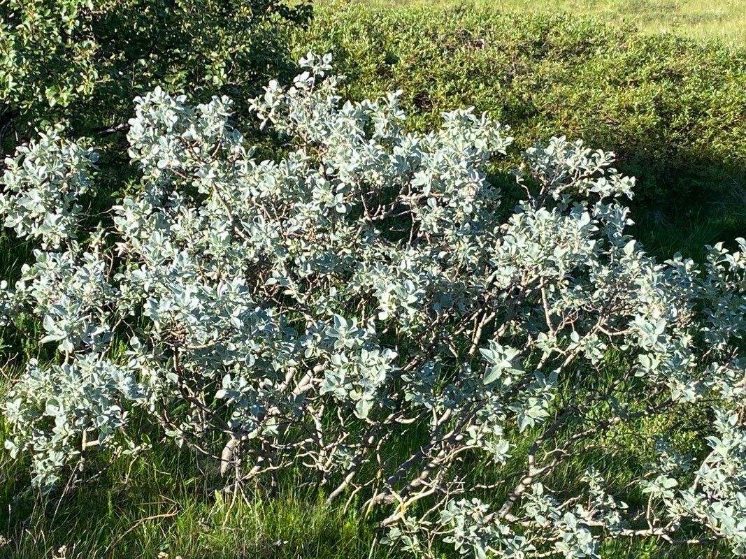 Atriplex lentiformis leaf