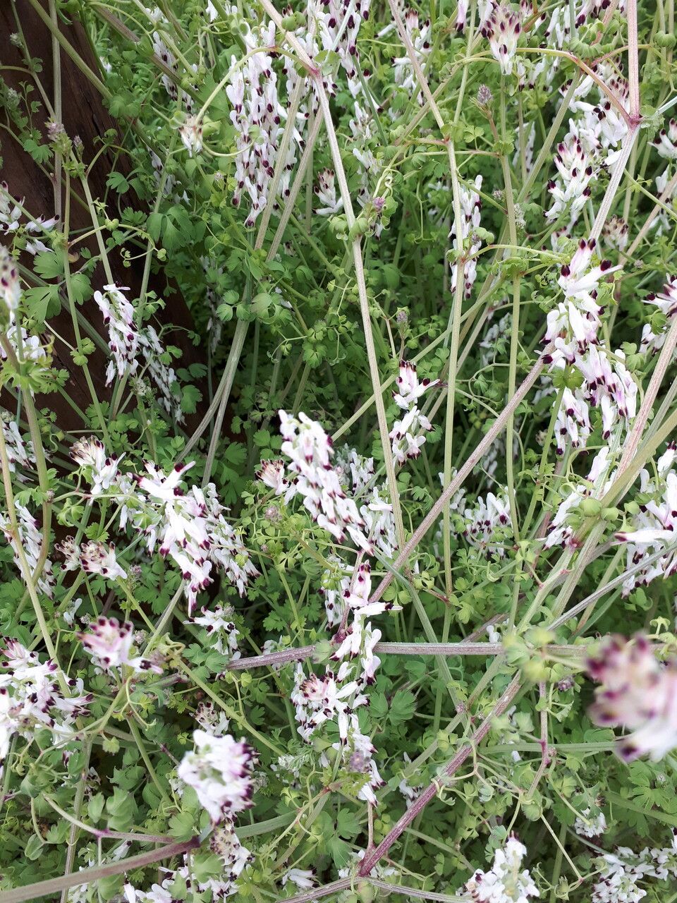 Fumaria bicolor flower