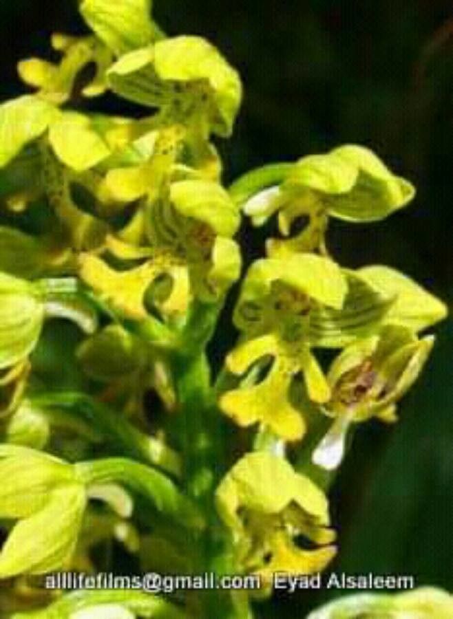 Orchis punctulata — search result for 'Iraq'