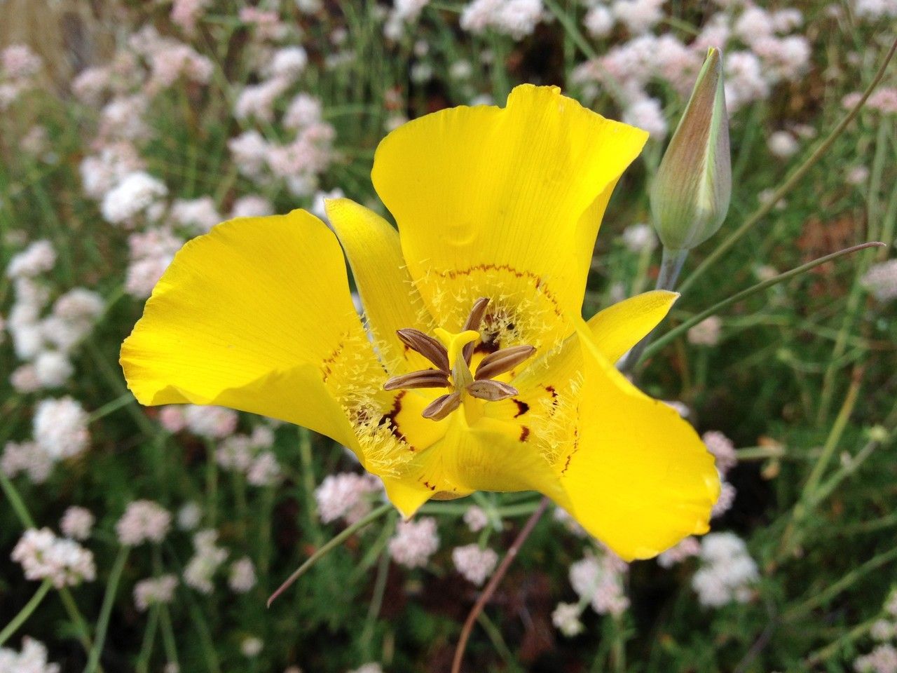 Calochortus clavatus — houseplant care guide