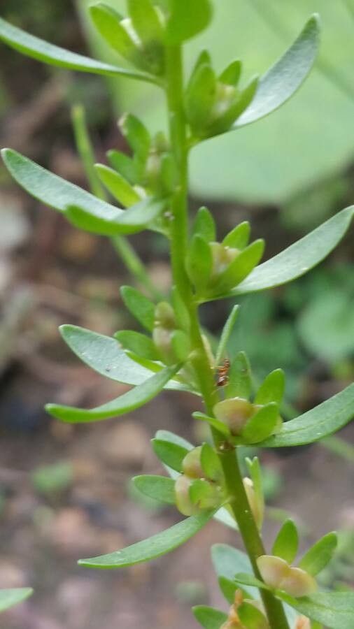 Veronica peregrina fruit
