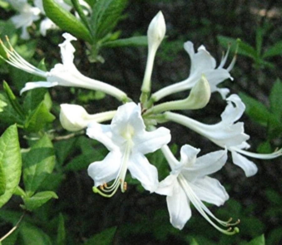 Rhododendron alabamense flower