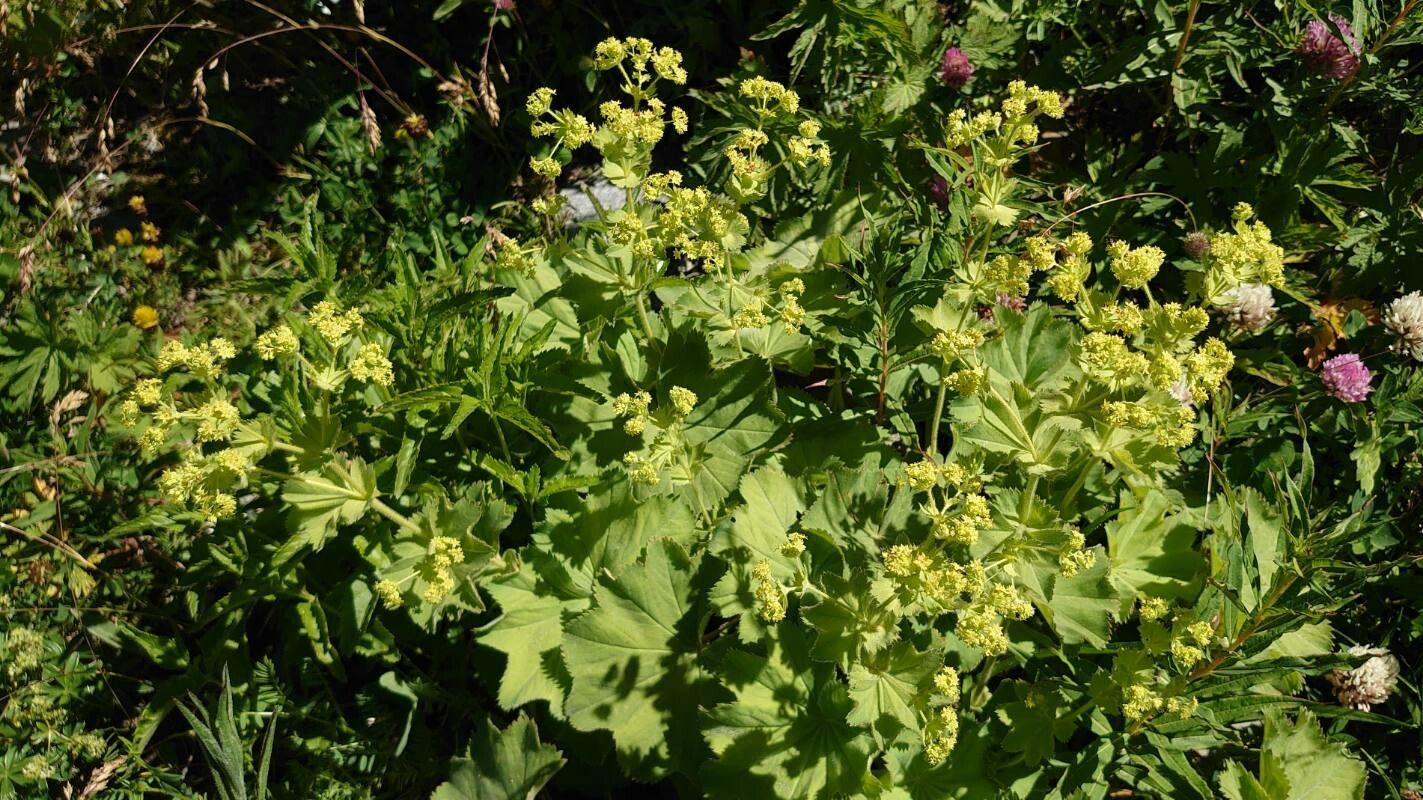 Artemisia stelleriana habit