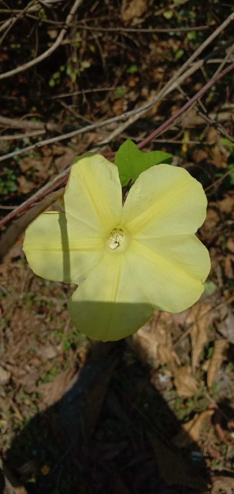 Camonea vitifolia flower