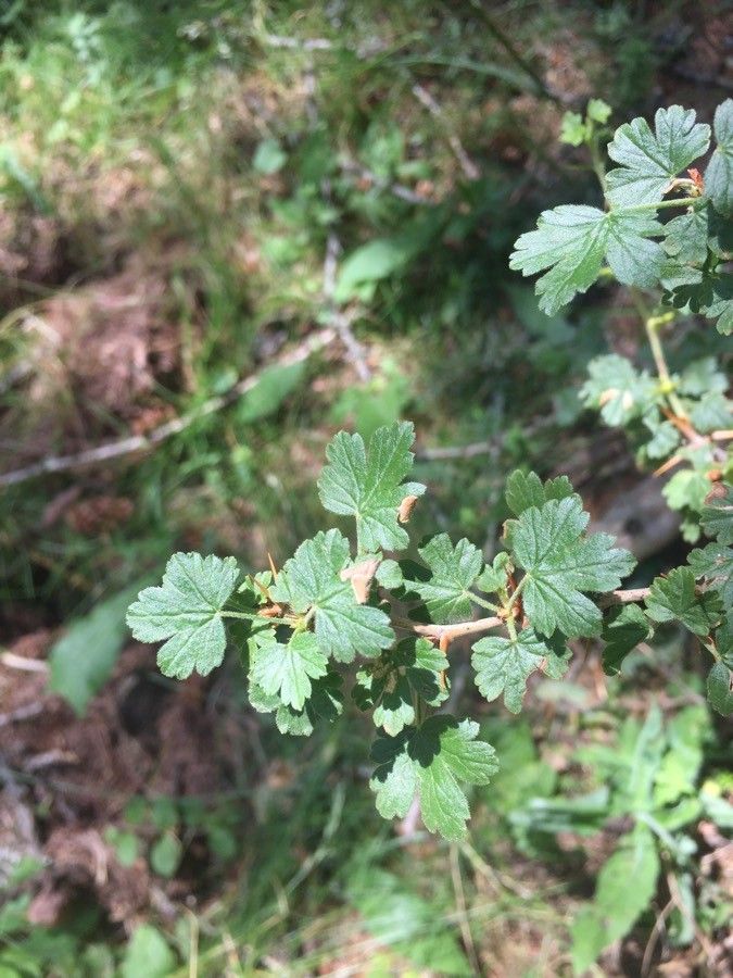 Ribes roezlii — search result for 'Ribes'