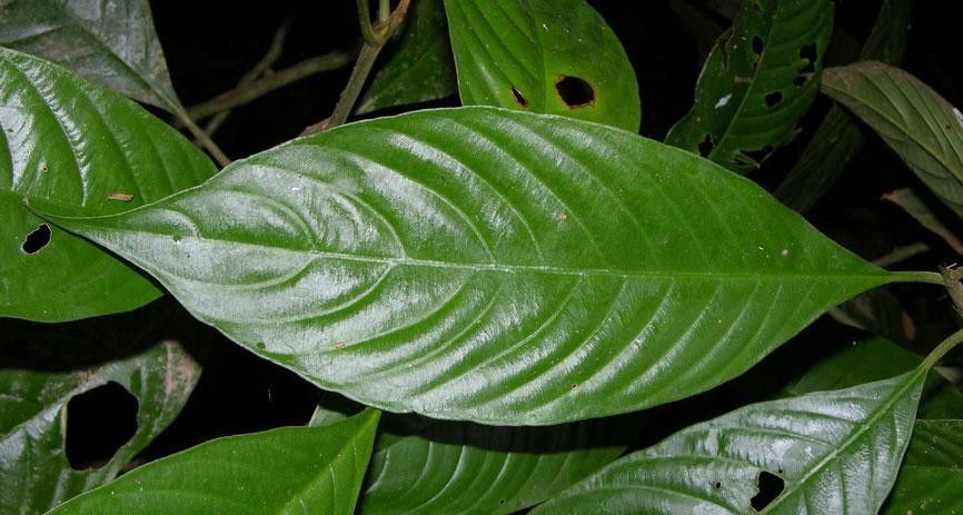 Palicourea stenostachya — houseplant care guide