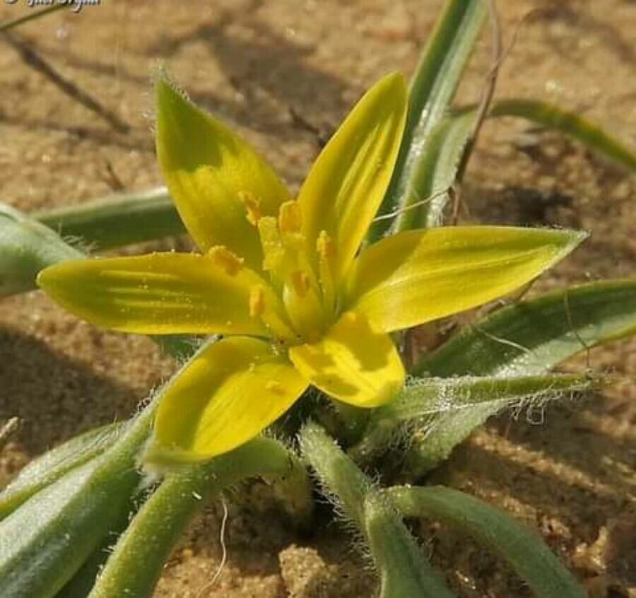 Gagea circumplexa — related species from the same genus