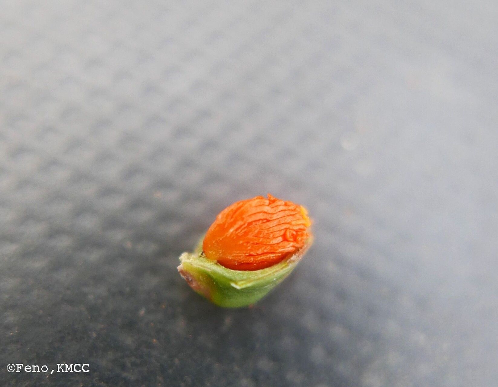 Tetracera madagascariensis fruit