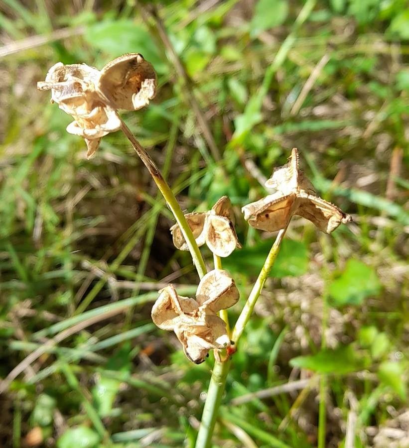 Rhodophiala bifida fruit