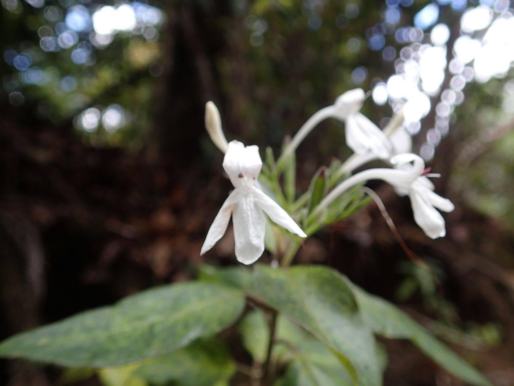 Pseuderanthemum comptonii flower