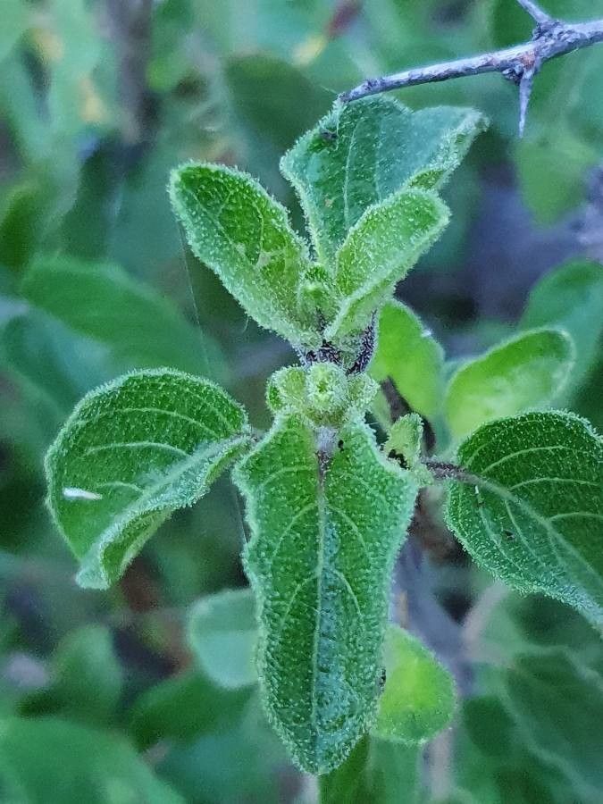 Ruellia bignoniiflora leaf