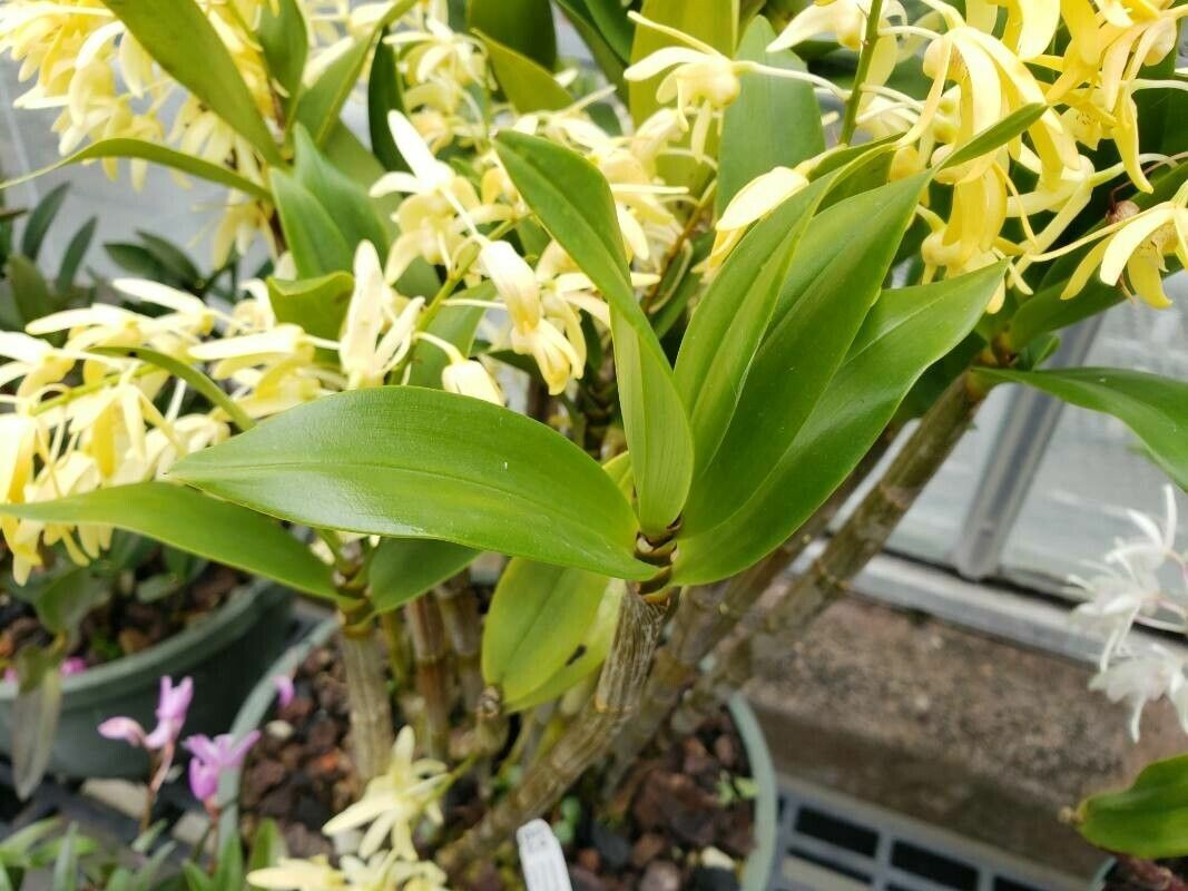 Dendrobium tetragonum — houseplant care guide