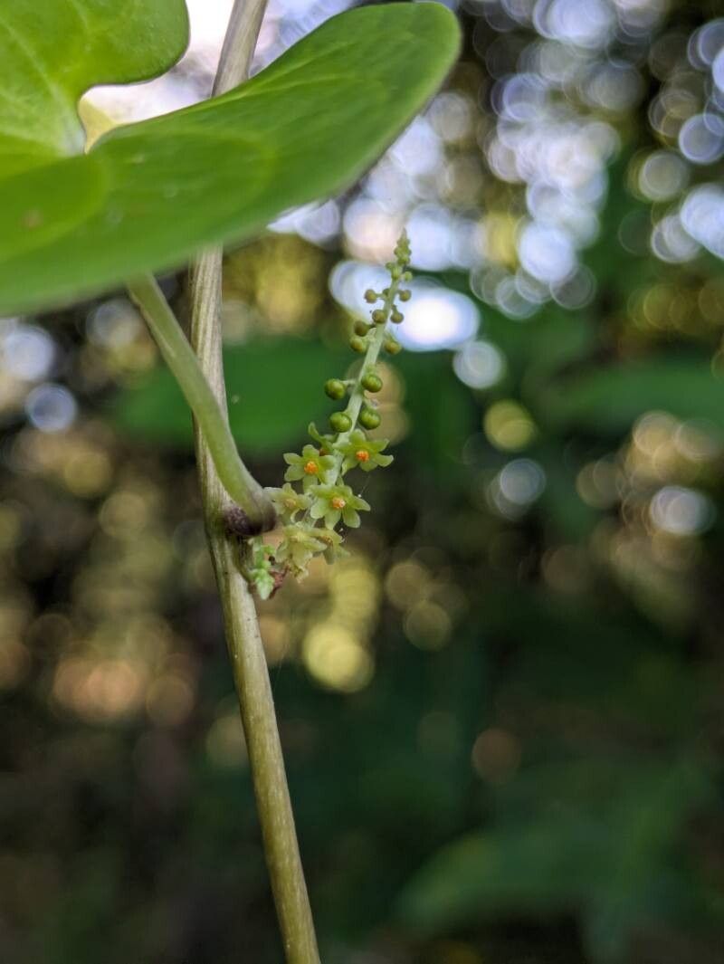 Dioscorea sagittata — houseplant care guide