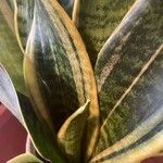 Sansevieria trifasciata