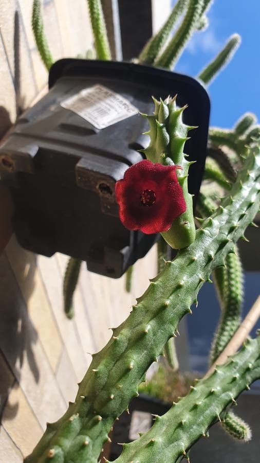Huernia schneideriana flower