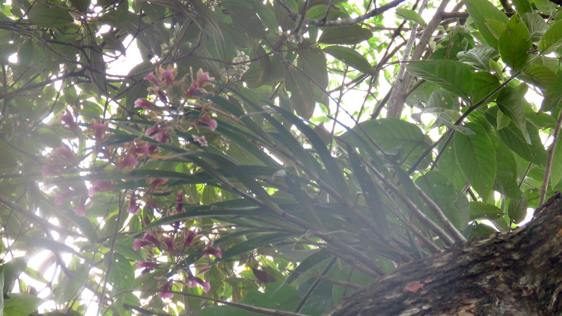 Galeandra stangeana — related species from the same genus