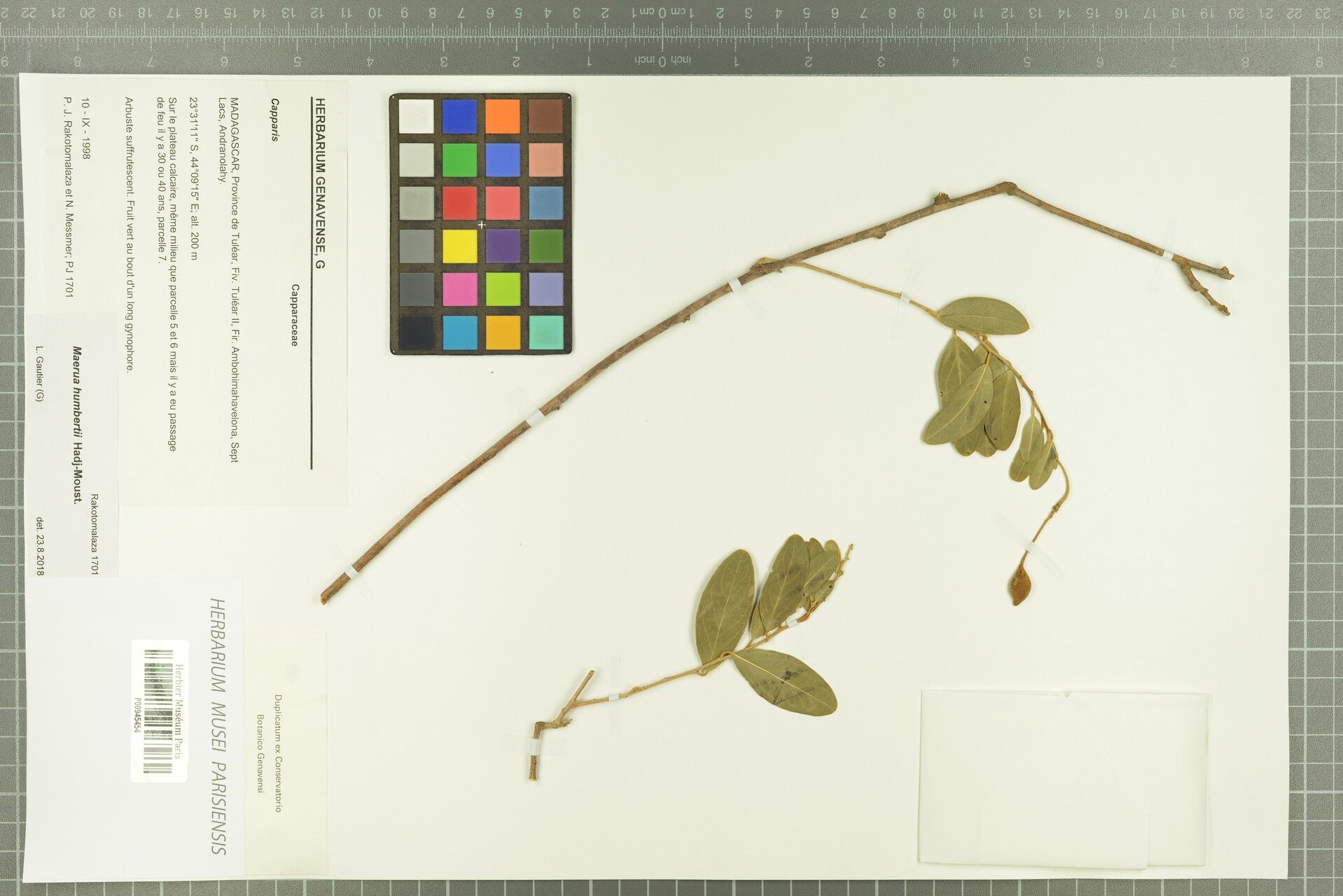 Crateva humblotii — related species from the same genus