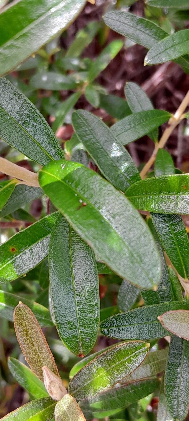 Acridocarpus adenophorus — related species from the same genus