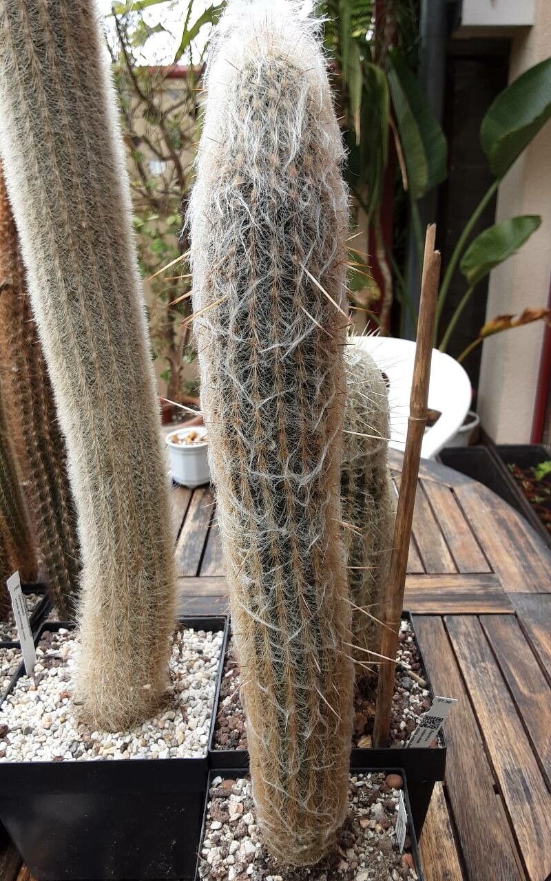 Espostoa ritteri habit