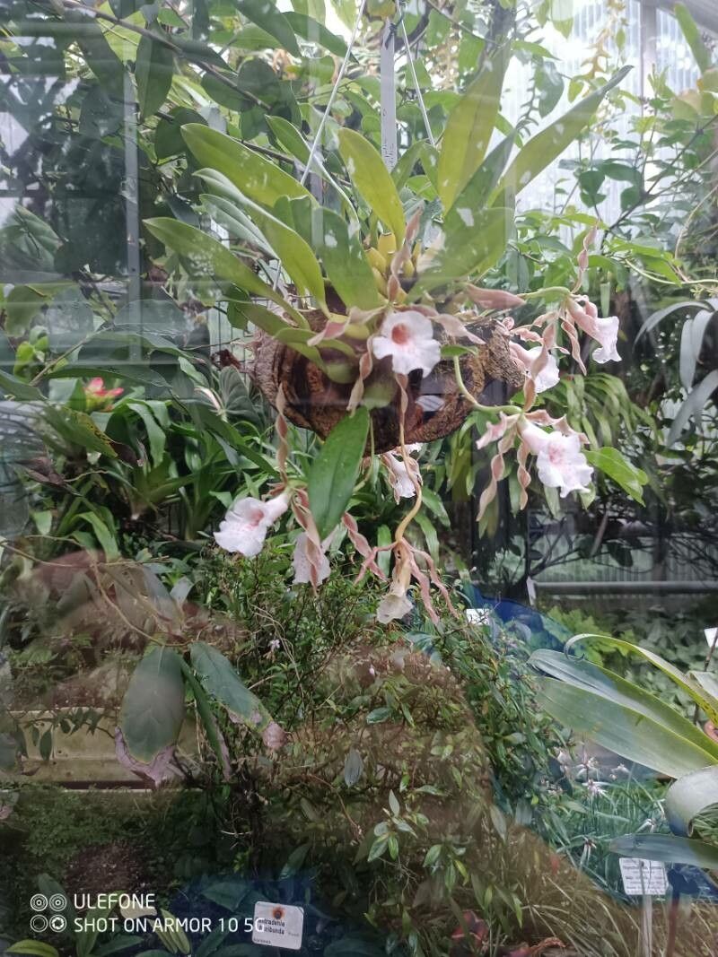 Trichopilia marginata flower