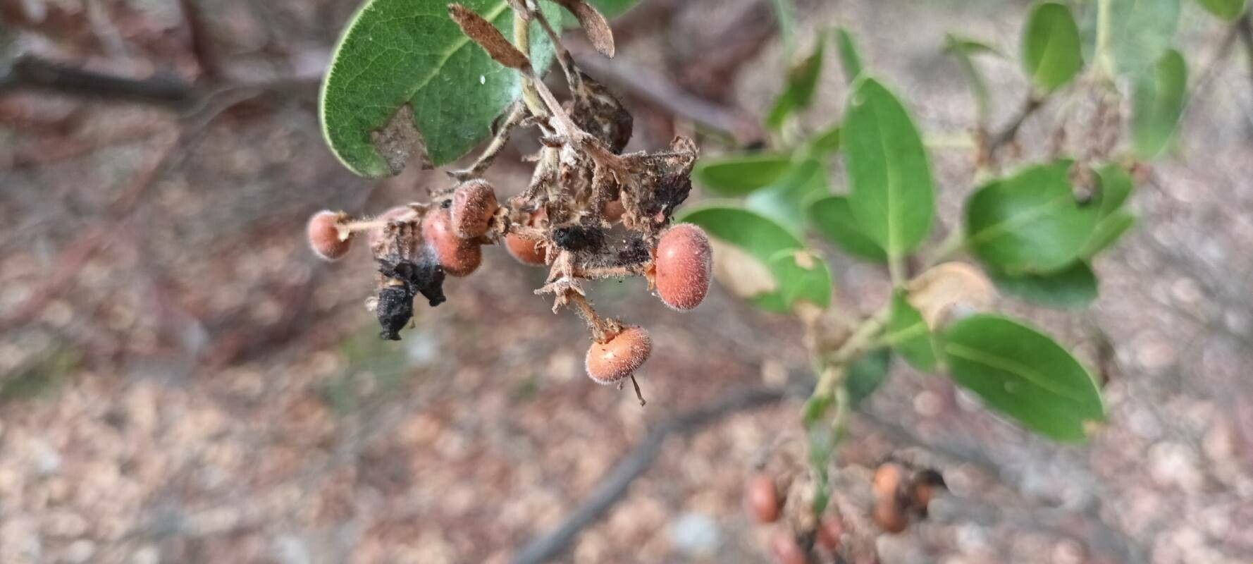 Arctostaphylos glandulosa fruit
