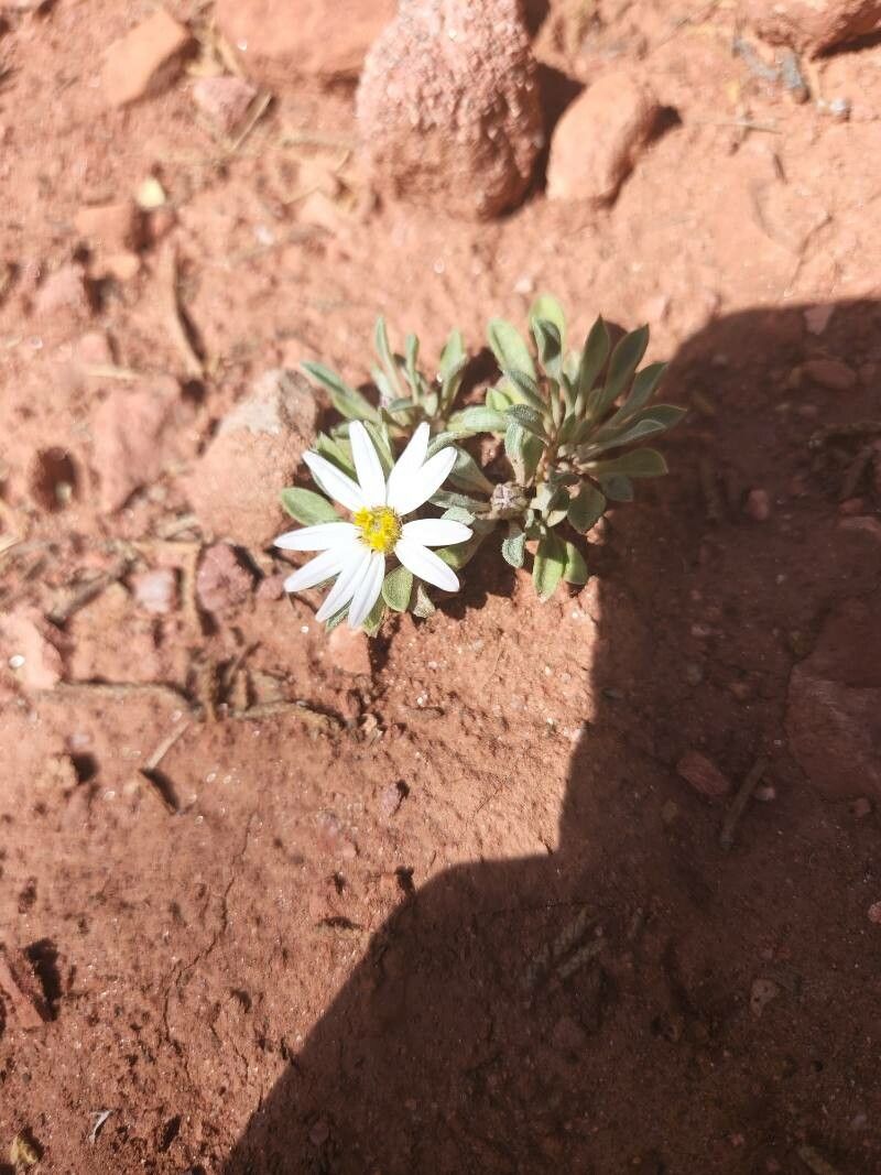 Townsendia incana — houseplant care guide