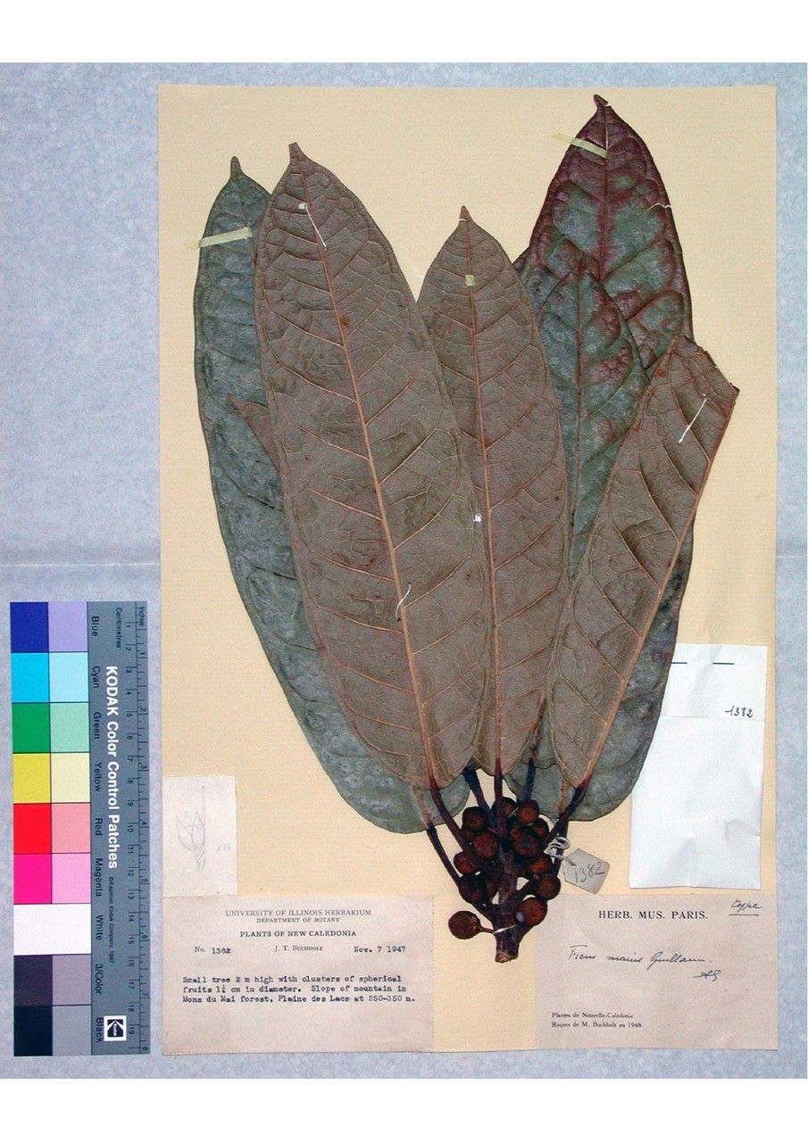 Ficus maialis — houseplant care guide