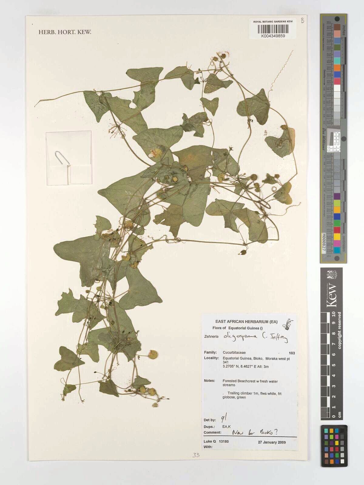 Zehneria oligosperma — houseplant care guide