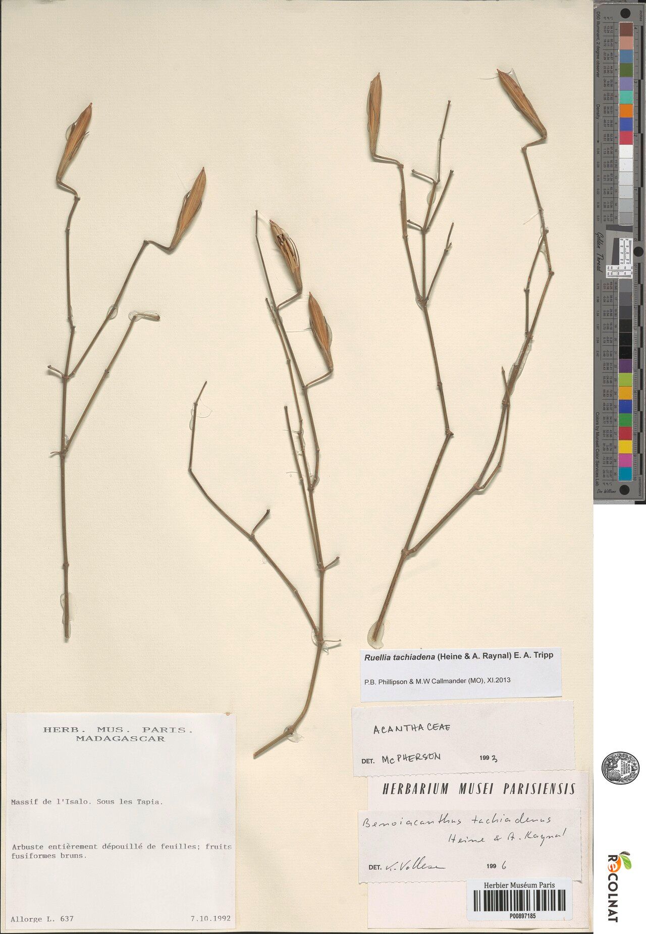 Ruellia tachiadena — search result for 'Ruellia'